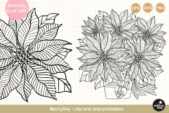2 Poinsettia Christmas Flower Line Art Illustrations